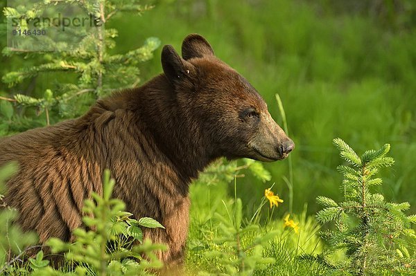 Schwarzbär  Ursus americanus  Pflanze  amerikanisch  Jasper Nationalpark  Alberta  Kanada  Zimt  füttern  Straßenrand