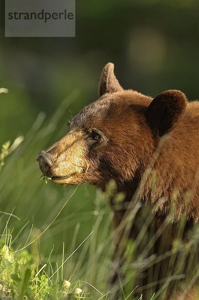 Schwarzbär  Ursus americanus  Pflanze  amerikanisch  Jasper Nationalpark  Alberta  Kanada  Zimt  füttern  Straßenrand