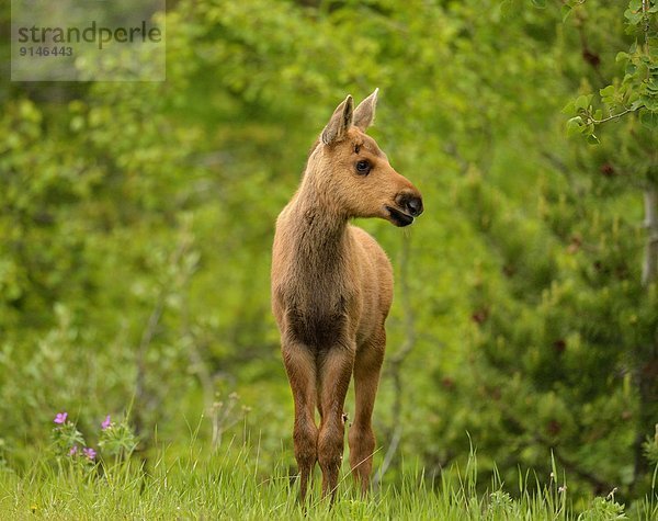 Vereinigte Staaten von Amerika  USA  Glacier Nationalpark