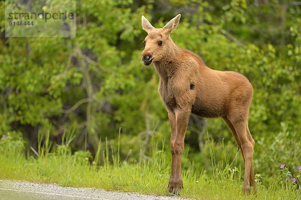 Vereinigte Staaten von Amerika  USA  Glacier Nationalpark