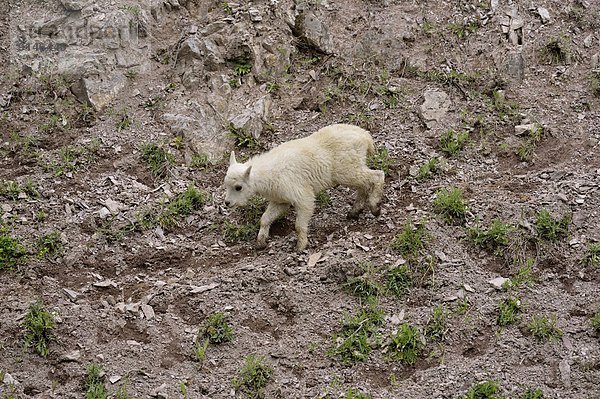 Vereinigte Staaten von Amerika  USA  Glacier Nationalpark