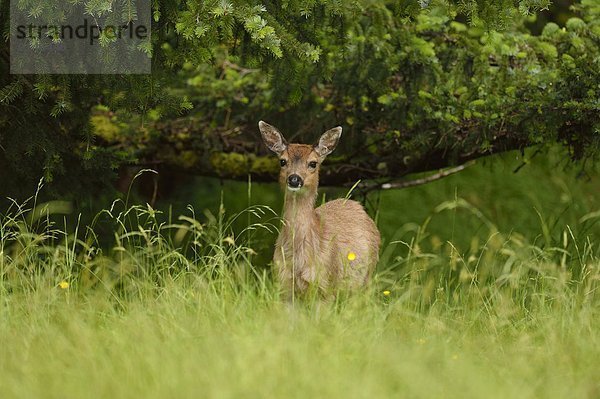 schwarz  Queen Charlotte Islands  Schwanz  Tierschwanz  British Columbia  Kanada  Hirsch