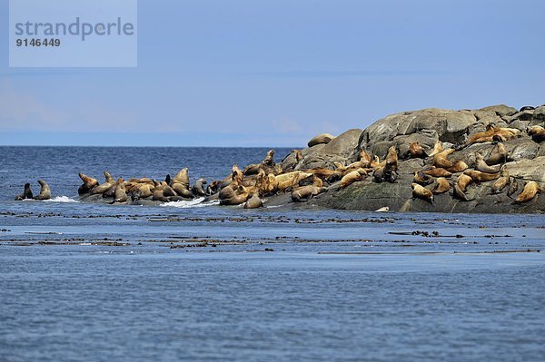 Felsbrocken sonnenbaden sonnen Kommunikation Stellersche Seelöwe Eumetopias jubatus heulen - Tierlaut British Columbia Kanada rund Jahr