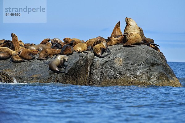 Felsbrocken sonnenbaden sonnen Kommunikation Stellersche Seelöwe Eumetopias jubatus heulen - Tierlaut British Columbia Kanada rund Jahr