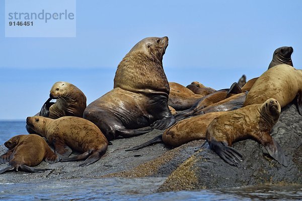 Felsbrocken sonnenbaden sonnen Kommunikation Stellersche Seelöwe Eumetopias jubatus heulen - Tierlaut British Columbia Kanada rund Jahr