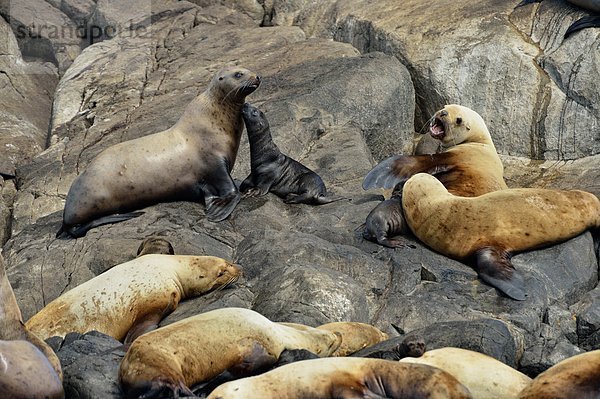 Felsbrocken sonnenbaden sonnen Herde Herdentier Kommunikation Stellersche Seelöwe Eumetopias jubatus heulen - Tierlaut British Columbia Kanada rund Jahr