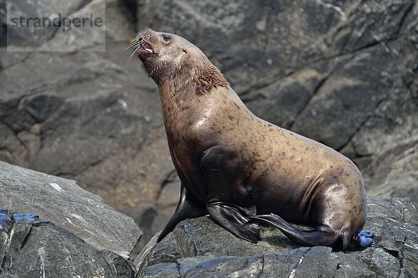 Felsbrocken Individualität sonnenbaden sonnen Stellersche Seelöwe Eumetopias jubatus heulen - Tierlaut British Columbia Kanada rund Jahr