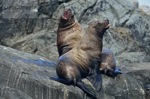 Felsbrocken Individualität sonnenbaden sonnen Kommunikation Stellersche Seelöwe Eumetopias jubatus heulen - Tierlaut British Columbia Kanada rund Jahr