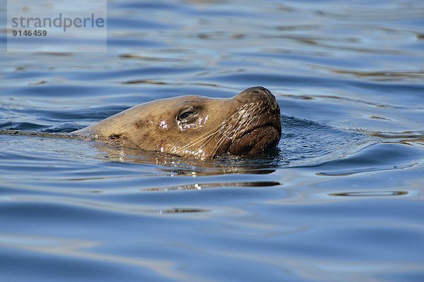 Felsbrocken Individualität schwimmen Stellersche Seelöwe Eumetopias jubatus heulen - Tierlaut British Columbia Kanada rund Jahr