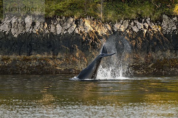 schlagen  Verhalten  British Columbia  Kanada  Haida  Wal