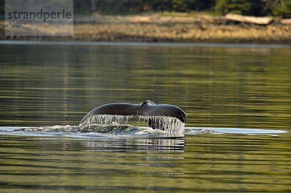 Insel  Zimmermann  Königin  Bucht  Kanada  füttern  Haida  Wal