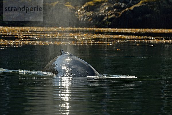 Insel  Zimmermann  Königin  Bucht  Kanada  füttern  Haida  Wal