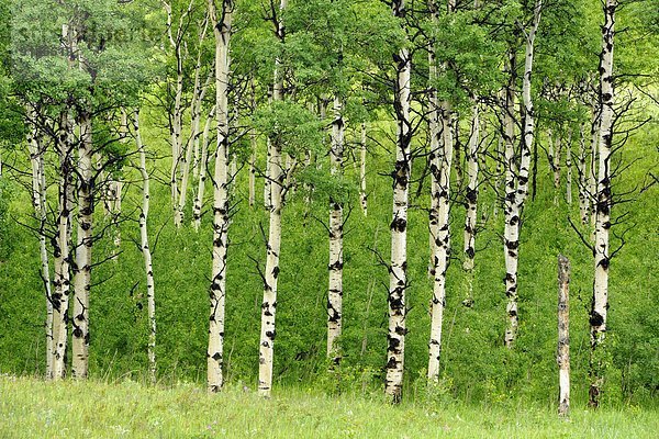 Alberta  Kanada  Kananaskis Country