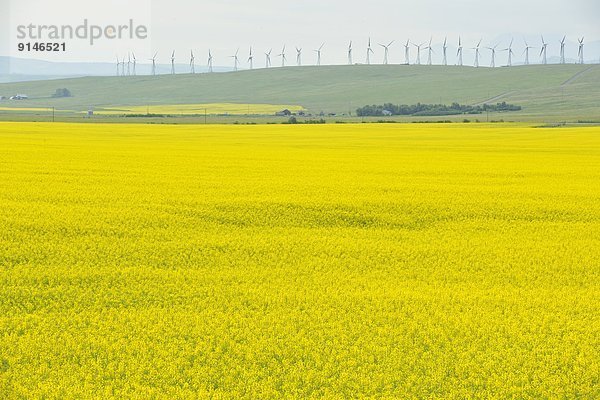 Windturbine Windrad Windräder Blume Alberta Kanada Canola