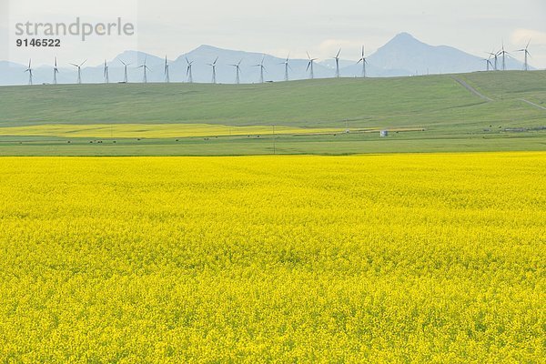 Windturbine Windrad Windräder Blume Alberta Kanada Canola