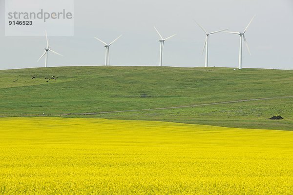 Windturbine Windrad Windräder Blume Alberta Kanada Canola
