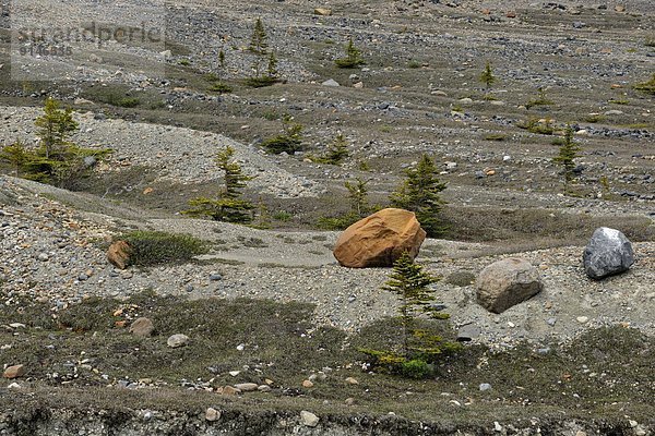 nahe  Baum  Jasper Nationalpark  Eisfeld  Erosion  Alberta  Kanada