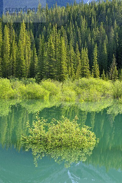 nahe  Gesundheitspflege  See  Spiegelung  Flut  Schmelzwasser  Banff Nationalpark  Alberta  Kanada  Teich