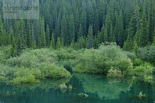 nahe  Gesundheitspflege  Spiegelung  See  Flut  Jasper Nationalpark  Alberta  Kanada  Teich  Reflections