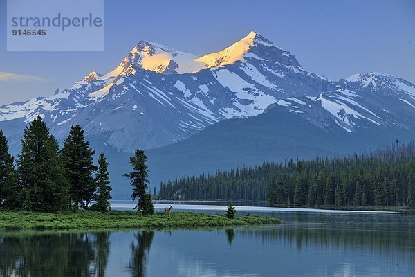 Morgendämmerung  See  Spiegelung  Maligne Lake  Jasper Nationalpark  Alberta  Kanada