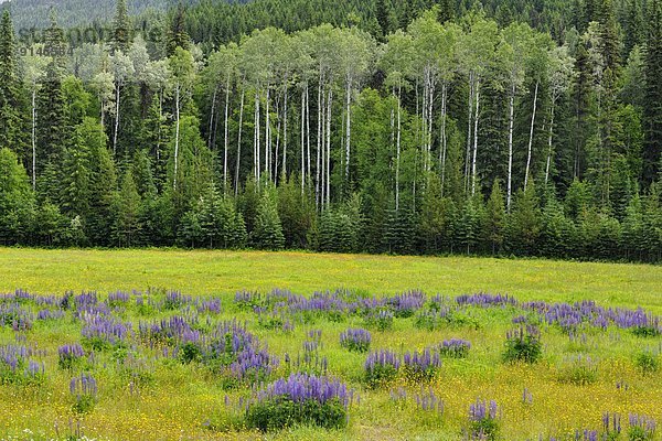 Berg  Wiese  Ansicht  Espe  Populus tremula  Mount Robson Provincial Park  Lupine  British Columbia  Kanada