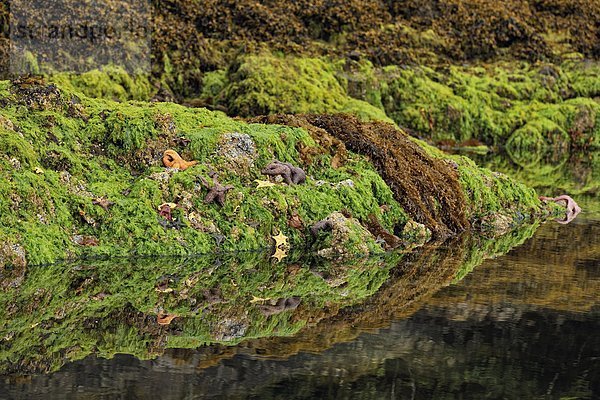 grün  Alge  Insel  Königin  Weichtier  Burnaby  British Columbia  Kanada  Haida