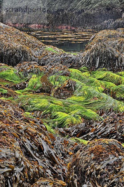 niedrig  Lifestyle  Gezeiten  Insel  Freisteller  Königin  British Columbia  Kanada  Seegras  Haida