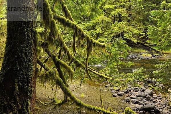 Hafen  Tasche  Insel  Lachs  Königin  British Columbia  Kanada  Haida  Regenwald