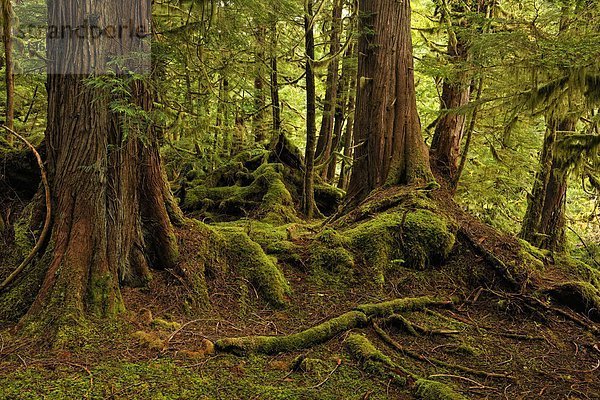 Hafen Tasche Insel Königin Steinschlag Moos Unterholz British Columbia Kanada Haida Regenwald
