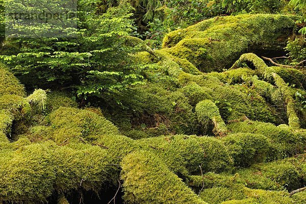 Hafen Tasche Insel Königin Steinschlag Moos Unterholz British Columbia Kanada Haida Regenwald