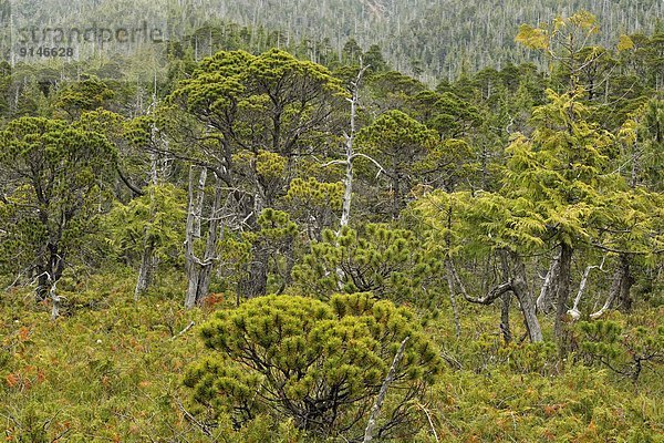 Baum  Wald  Insel  Bonsaibaum  Sumpf  Königin  Fichte  Bucht  British Columbia  Kanada  Haida