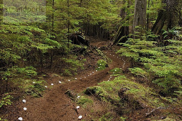 Quelle Wärme Weg Insel Muschel Königin British Columbia Butter Kanada Haida Linie Regenwald