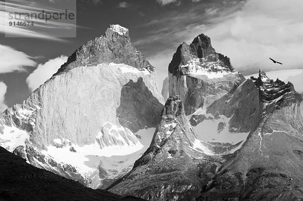 Torres del Paine Nationalpark  Anden  Erwachsener  Chile