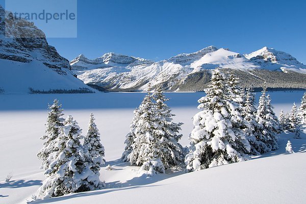 Banff Nationalpark  Columbia-Eisfeld  Columbia Icefield  Kanada