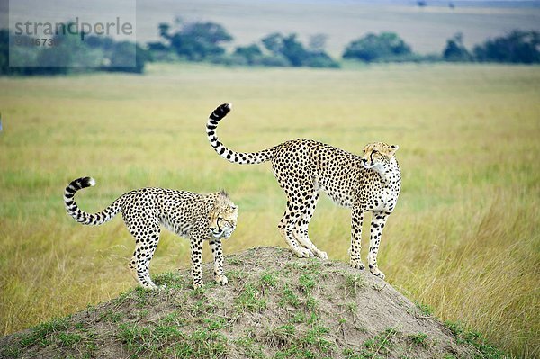 Ostafrika  Gepard  Acinonyx jubatus  Jagd  Anfang  Termitenhügel  Mutter - Mensch  Kenia  Erdhügel
