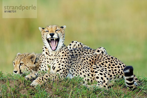 Ostafrika  Gepard  Acinonyx jubatus  Anfang  Mutter - Mensch  Kenia