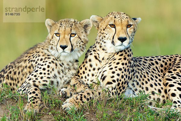 Ostafrika  Gepard  Acinonyx jubatus  Anfang  Mutter - Mensch  Kenia
