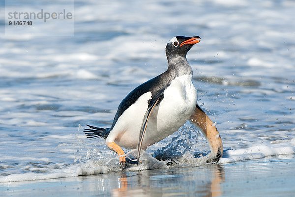 Meer  Rückkehr  Eselspinguin  Pygoscelis papua  Langschwanzpinguin  Falklandinseln  Futter suchen  Nahrungssuche  Pinguin