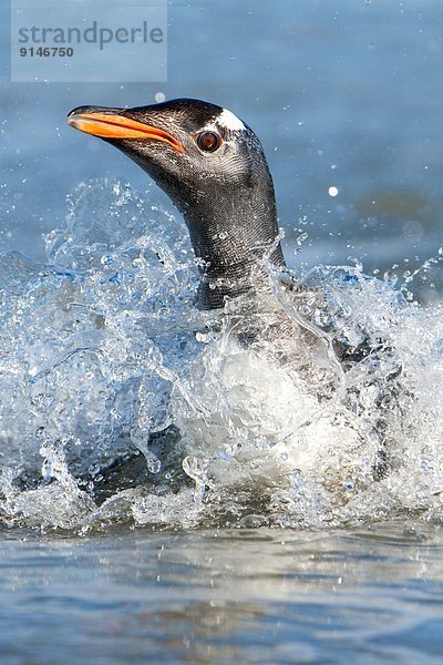 Meer  Rückkehr  Eselspinguin  Pygoscelis papua  Langschwanzpinguin  Falklandinseln  Futter suchen  Nahrungssuche  Pinguin