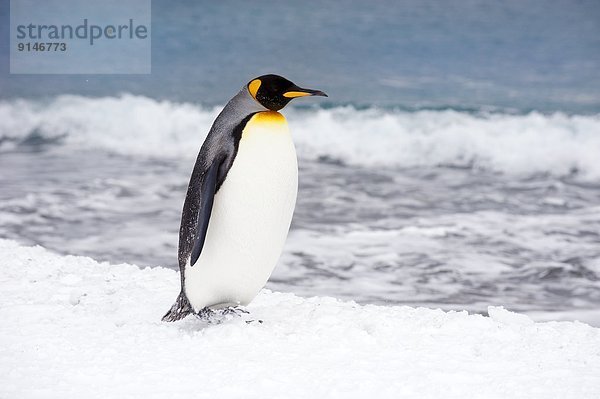 Strand  König - Monarchie  Faulheit  faul  faule  faulen  fauler  faules  Antarktis  Pinguin