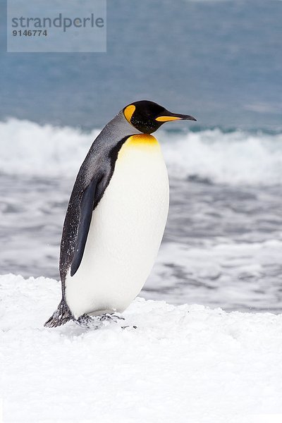 Strand  König - Monarchie  Faulheit  faul  faule  faulen  fauler  faules  Antarktis  Pinguin