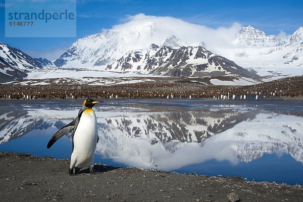 Meer  Rückkehr  König - Monarchie  Antarktis  Futter suchen  Nahrungssuche  Pinguin