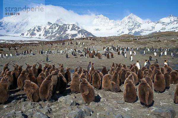 König - Monarchie  Jungvogel  Kindergarten  Antarktis  Pinguin
