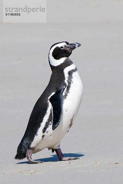 ankommen  Meer  Küste  Magellanpinguin  Spheniscus magellanicus  Falklandinseln  Futter suchen  Nahrungssuche  Pinguin