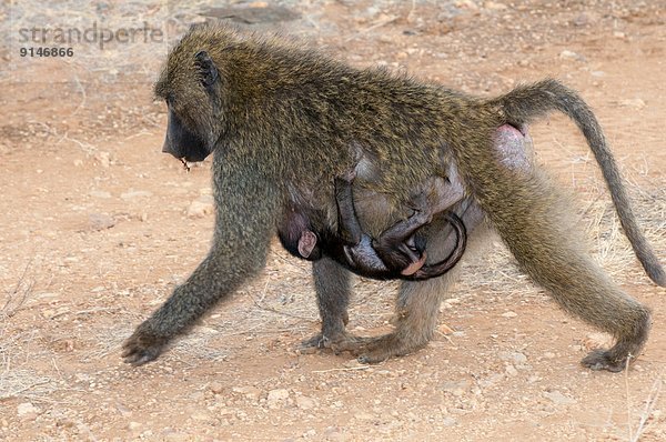 Ostafrika  Neugeborenes  neugeboren  Neugeborene  hängen  Olive  Samen  Mutter - Mensch  Pavian  unterhalb  Futter suchen  Nahrungssuche  Kenia