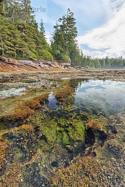 Strand  Gezeiten  Ländliches Motiv  ländliche Motive  Botanik  British Columbia