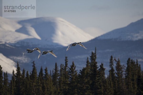 Tagish Lake  Yukon