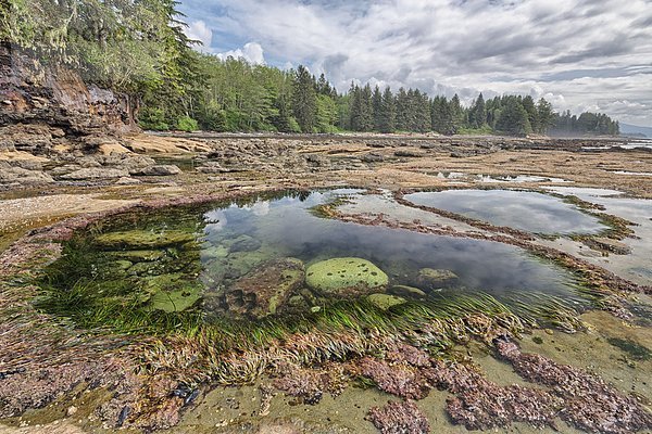 Strand  Gezeiten  Ländliches Motiv  ländliche Motive  Botanik  British Columbia