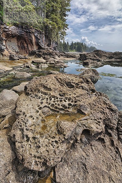 Strand  Ozean  Küste  Gezeiten  Ländliches Motiv  ländliche Motive  Botanik  schnitzen  British Columbia  Vancouver Island