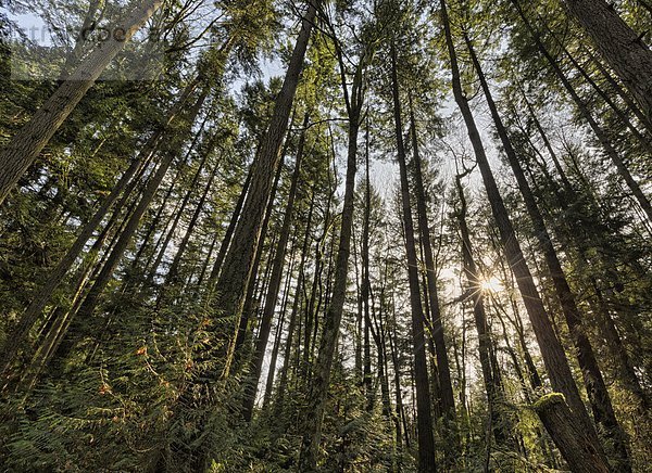 hoch  oben  sehen  Baum  blättern  glänzen  Konsequenz  Sonnenstrahl  British Columbia  Sonne  Vancouver